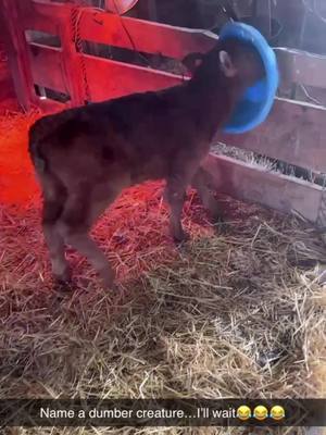 A post by @miss_horsepower on TikTok caption: Lights on no ones home #bottlecalf #redangus #lightsonnooneshome #cows #calf #fyp 