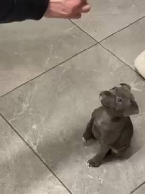 A post by @kobaandkaya on TikTok caption: Baby doggy is a smart cookie  #puppytraining #puppytricks #puppytreats #puppylife 