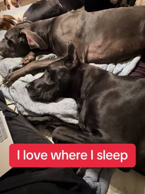 A post by @lovemypups72 on TikTok caption: #lovemydanes #fyp #foryourpage #dogsoftiktok #greatdanesoftiktok #foryoupage 