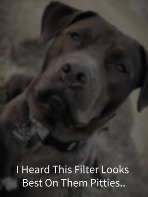 A post by @alaynafeller14 on TikTok caption: my handsome boy Rebel ❤️ #CapCut #pitbull #pitbullsoftiktok 