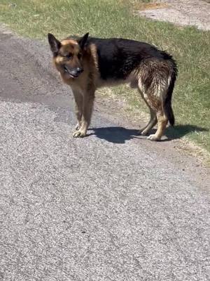 A post by @shenandoahshepherdrescue on TikTok caption: He is still out there… the TX heat is coming and I cannot bear to think he will suffer on these streets until the day he dies. Will he ever know love? Will he ever know a cool home and a soft bed? A pup cup. Soft words that tell him how beautiful he is and he never deserved this. I cannot help him and it crushes me to my core. Please, someone save this baby for me. “We found this dumped beautiful shepard.  I see him daily for about 4 days now. Since I barely posted him thinking maybe he was someone’s but he is always in the same spot.. Lethargic, starving and a little confused. Waiting to die forgotten in the orange groves. Waiting for owners.  Rescue and foster needed.” Located in Donna, Tx @I feed strays 