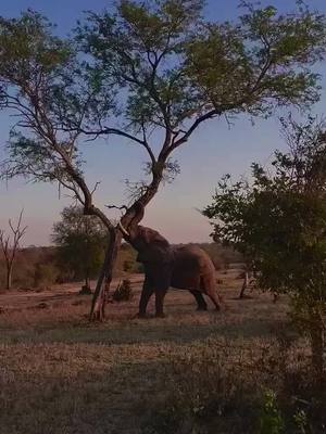 A post by @leopard_236 on TikTok caption: The elephant is trying to hit me#elephant #animals #loveanimals 