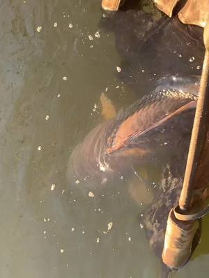 A post by @pukkacarphookers on TikTok caption: #trendingsong #catchandrelease #carp 