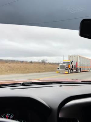 A post by @petercar359 on TikTok caption: #vernlalivestock #bullhauler 