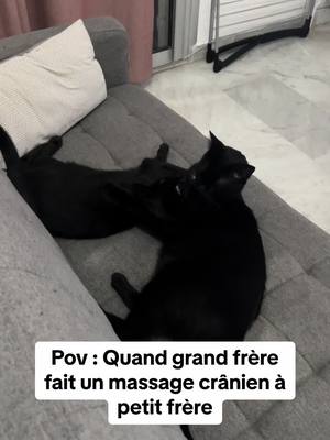 A post by @tchino_tiger on TikTok caption: Qui veut ce massage ? 😅 #chat #chatnoir #pourtoi 