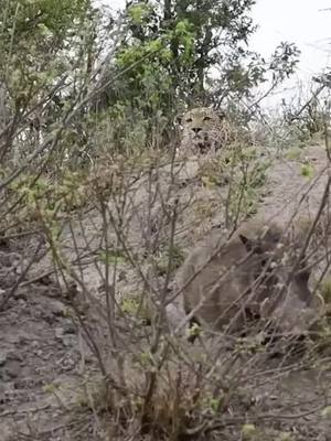 A post by @leopard_236 on TikTok caption: Jaguars hunt wild boars#animals #leopard 