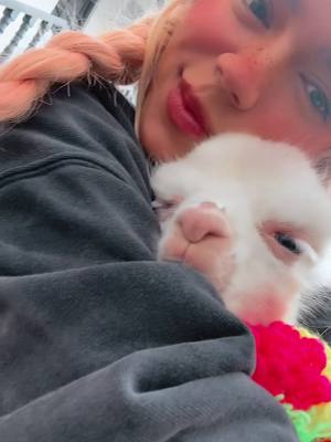 A post by @karolg on TikTok caption: Baby alpaca 🥹💗 Te amo Jaimito #fyp #🥺 