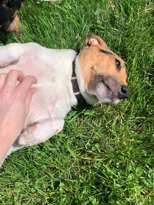 A post by @phattyphatty013 on TikTok caption: These are my dads dogs and the white one (Willowdale) has hip problems and to see her enjoying the sunlight like that melts my heart 🥺❤️