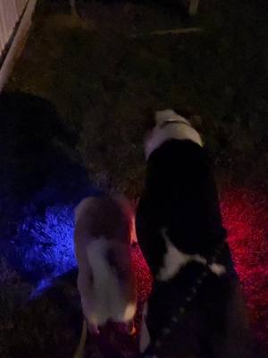 A post by @arlissfat09 on TikTok caption: Mis bebes con sus linternas para sus caminatas nocturnas 🤭 #dog #funny #fyp 