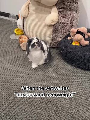 A post by @po.bunny on TikTok caption: Po feels ATTACKED 😭 #pothebun #bunny #bunbun #hollandlop #lopearedbunny #rabbit #rabbitsoftiktok #bunniesldtiktok #cute #bunnylove #bunnies #ilovemybunny #bunnyworldwide #dwarfbunny #lopbunny #bunny #bunnyrabbit #bunnylover #petlife #cutepets🐰