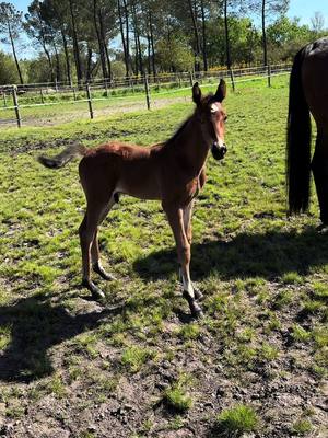 A post by @passion.animaux_ on TikTok caption: #poulain #foal #cute #cheval #horse #equestrian 