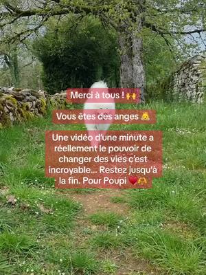 A post by @sauvezpoupi on TikTok caption: 🐶🐾 : « Ce qui m'arrive : Une tumeur infectieuse est apparue soudainement, et il s'avere que l'infection s'est prolongée sur toute ma patte arrière. Je risquais une amputation de la patte en question... Mes maîtres ont supplié les vétérinaires de leur laisser quelques jours pour trouver les fonds afin de l'opérer car c'est très couteux. Je fus donc maintenu sous haute dose de médicaments et surveillance. Je voulais rentrer à la maison. Grâce aux vidéos, mes maitres ont pu obtenir de quoi payer une petite partie de la premiere intervention, environ 300€ (sur 2600€) mais voila, il leur reste encore beaucoup de traites à payer pour financer les futurs paiements, et aussi tous mes soins couteux… Aidez moi, en restant sur cette vidéo, pour que je puisse etre soigné dans les meilleures conditions. ♥️» #pourtoi #foryou #chien #dog #samoyede #help #aide