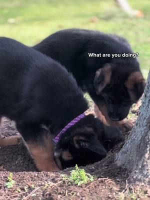 A post by @mischa_gsd on TikTok caption: GDS are always diggin’ #fypシ #puppy #puppiesoftiktok #puppylove #germanshepherdpuppy #foryoupage #gsd 