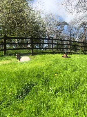 A post by @rosiethepygmygoat on TikTok caption: Chill day in the sun #rosiethepygmygoat #sunnyday#chillday#pygmygoats #northernireland 