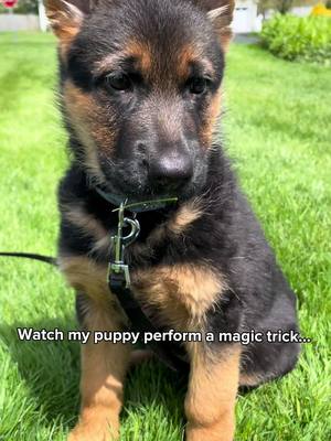 A post by @mischa_gsd on TikTok caption: Boom 💥 #fypシ #gsd #germanshepherd #foryoupage #germanshepherdsoftiktok #puppiesoftiktok #foryou 