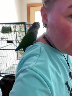 A post by @mogiemw on TikTok caption: Louie at my petsitting job. Totally in love!! #birdsoftiktok #danceparty 