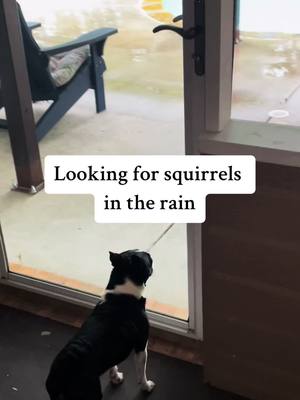 A post by @lucytullis on TikTok caption: Rain and thunderstorm still chasing squirrels #fyp #dogsofttiktok #lucy #bostonterrier #squirrel #rain #spring 