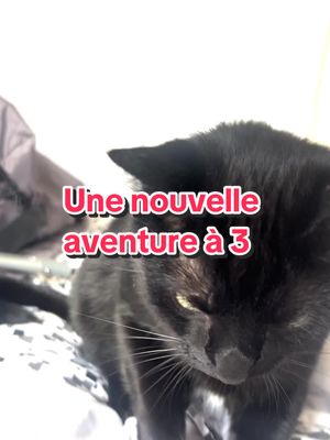 A post by @tchino_tiger on TikTok caption: Bientôt, on sera 3 🐣🤍 #chat #chatnoir #bebe #enfant #pourtoi 