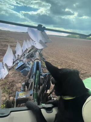 A post by @_matteo_249 on TikTok caption: Un chien laboureur  #johndeere #chien #charente #organic #goat #pourtoi #fyp 