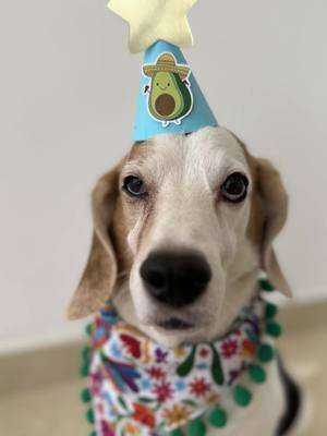 A post by @lucas.thebeagle on TikTok caption: Cumpleaños muy Mexicano 🥳🎂 #lucasthebeagle #CapCut #niichpeek @NIICH' PEEK' 