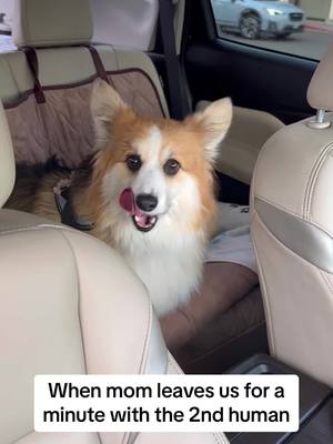 A post by @dexterfluffybutt on TikTok caption: Come back mom! #corgis #fypシ #dogs #cutedogs #corgisoftiktok 