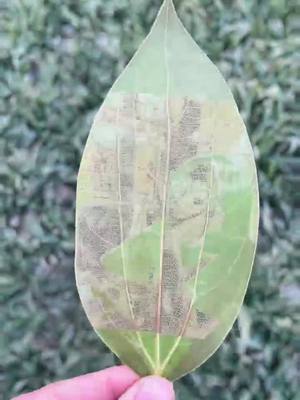 A post by @heneshopss on TikTok caption: 🙂Everlasting Love in a Leaf Handmade with Real Leaves, ✨Unique Charm for You or Your Loved Ones. 💖🥰