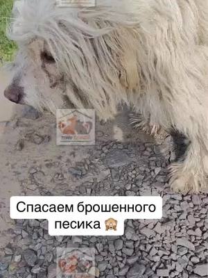 A post by @hochu_domoj46 on TikTok caption: Несколько недель пес с обрывком цепи блуждал по поселку. Его шерсть уже давно свалялась не просто в колтуны, а образовала настоящий панцырь. Никто его не искал, никому он не нужен.  Даже еслии был хозяин, то с таким отношением вряд ли собаке было там хорошо. Такой вид у собаки явно не за неделю стал. Сейчас пес под нашей опекой. Назывли его Умка 🤗 Панцирь из шерсти причиняет ему боль. Он страдает. А под этим панцырем насекомыее… клещи, блохи 🙈 Пока обработали от паразитов, состригли что возможно и 26 апреля будет стрижка 🙈  и кастрация. Нужно будет сделать прививки и обязательно искать дом! Хватит уже страданий, цепей и прочего. Умка достоин настоящей семьи! Помогите, пожалуйста, с оплатой. Мы понимаем, что просим постоянно о помощи, а сами берем новых. Но как бросить умирать песика, который просит о помощи?  В описании наш телеграм #приютдляживотных #спасениеживотных #помощьживотным #бездомныеживотные #спасениесобаки 