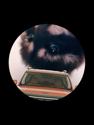 A post by @hyundaibelgium on TikTok caption: He's got the moves, and now he's got the ride too! 🚙 😉 If you listen closely you'll discover Pedro's favourite #Hyundai model... 🦝  #Pedro #Remix #Hyundai #Trending #SANTAFE