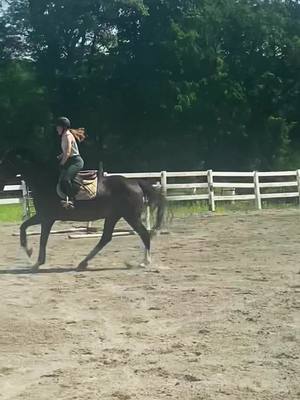 A post by @horseyy1 on TikTok caption: the warmblood strides feel wayyy different than the little pony steps😬 spot the flying change?