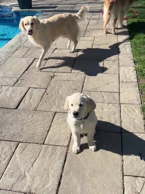 A post by @doglover_kn on TikTok caption: Littlest legs !!! #dogsoftiktok #goldenretriever #goldenretrieverpuppy #littlelegs