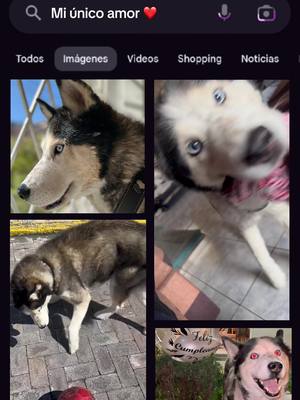 A post by @raidenhusky0 on TikTok caption: ♥️🐾🫶🏻 #husky #MascotasDeTikTok #huskiesoftiktok #teamo #huskies 