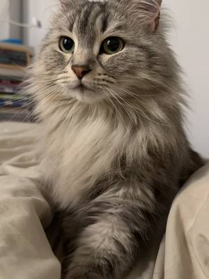 A post by @shuba.the.siberian on TikTok caption: Bedtime routine ✅