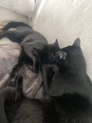 A post by @tchino_tiger on TikTok caption: Jsuis trop biiieennn avec grand frère 😁 #chatnoir #chat #câlin #pourtoi #animauxmignons #chaton 