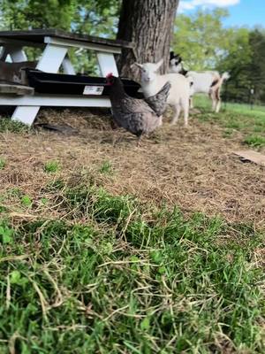 A post by @notsowildanimals on TikTok caption: Anyone else have “that one chicken” that doesnt think they are a chicken? #chickennuggets #PetsOfTikTok #homesteading #notperfect #oddpets 