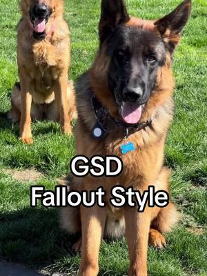 A post by @mischa_gsd on TikTok caption: Fallout Style #fallout4  #falloutfilter #gsd #germanshepherd #fyp #foryoupage #foryou