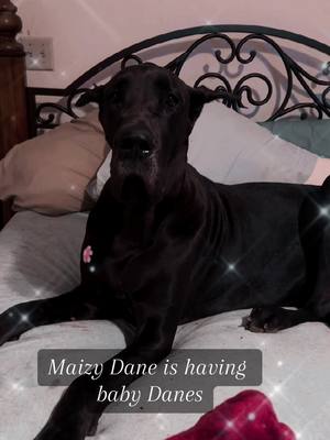 A post by @lovemypups72 on TikTok caption: #lovemydanes #fyp #foryoupage #foryourpage #dogsoftiktok #greatdanesoftiktok #greatdane #aMaizing 