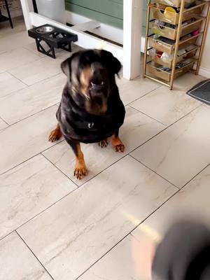 A post by @kingtherott on TikTok caption: Gotta get creative over here 👑 #kingtherott #rottweiler #dogsoftiktok #aclrecovery 