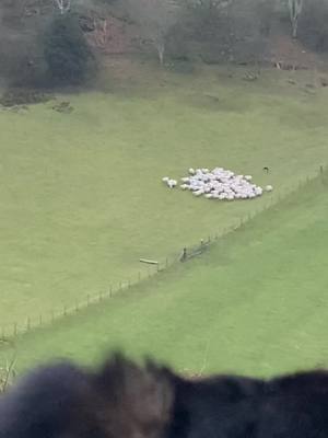 A post by @_celynrees on TikTok caption: #collie #workingdog #defedmynydd #cymru #agri  #foryoupage