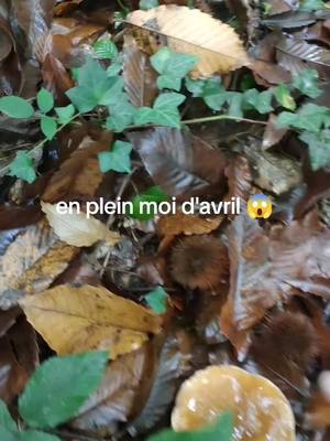 A post by @rascasse.fishing on TikTok caption: #ceps #champignon #morille #2024 #peche #nokill #vegan #agriculture #paysage #cueillette 