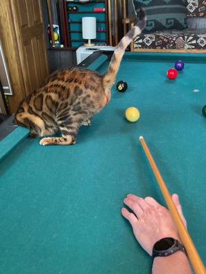 A post by @energy_and_jinx on TikTok caption: Distracted Referee Jinx #cat #pool #fyp 