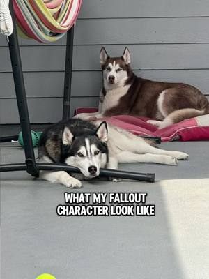 A post by @devinhanley on TikTok caption: Tidus and Temari felt left out. #fallout #huskies #doggo #pups #CapCut 