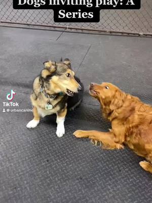 A post by @urbancanine on TikTok caption: How does your dog invite play?