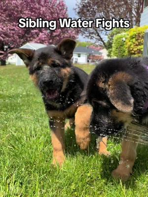 A post by @mischa_gsd on TikTok caption: 😂 #gsd #germanshepherd #fyp #foryoupage #puppiesoftiktok #germanshepherdpuppy #fypシ #puppy 