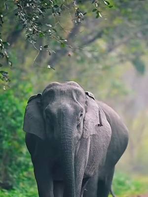 A post by @videomagiclove on TikTok caption: #elephants 