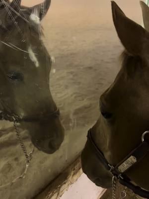 A post by @thundering_hooves on TikTok caption: Kid is the best sorral horse ❤️#bdkidscluoosified #aqha #horsesoftiktok 