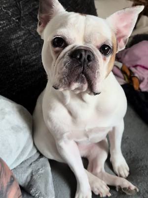 A post by @kateink88 on TikTok caption: #dogsoftiktok #doglover #frenchbulldog #biglove #dogmom #fyp #viral  