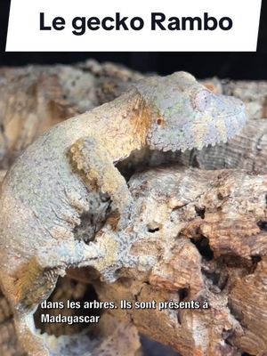 A post by @bebesaurus_ on TikTok caption: La nature s’est inspirée de Rambo ! Ou bien est-ce le contraire … Découvrez cette fabuleuse espèce injustement méconnue. Le plus robuste des Uroplatus ✨ #animals #fyp #lizard #reptile 