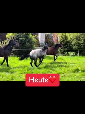 A post by @pferdeausbildungmt on TikTok caption: #CapCut #fohlen#liebe#connemara#zeitrennt#schwarz#weiss#pony#weidezeit#mai#jährling#🐴💕