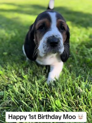 A post by @walkertexasranger828 on TikTok caption: Wild 1️⃣🎂🐮 #bassethoundpuppy #bassethound #birthdaygirl 