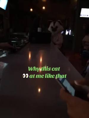 A post by @callithowiseeittv on TikTok caption: Creepy 🐈 #fyp #louisvillekentucky #derbylife #bar #cat #cattok #catlover #zoommyface 